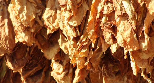 Tobacco leaves drying on the morning sun — Stock Photo, Image