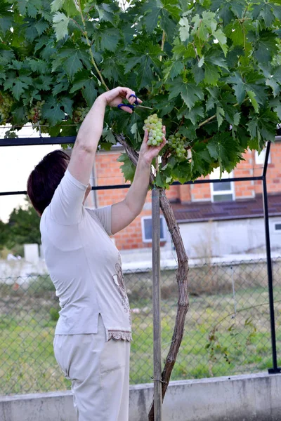 Ama de casa mujer recogiendo uva blanca madura en un jardín bakcyard — Foto de Stock