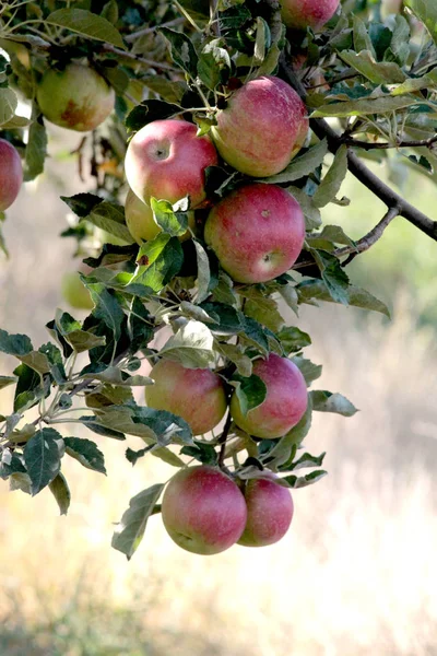 Apple Orchard de manhã — Fotografia de Stock