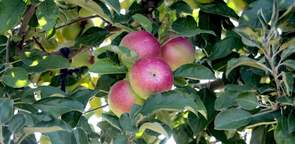 朝のリンゴ園 — ストック写真