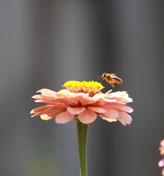 Miele d'api impollinare gerbera fiore in giardino. Scena naturale stagionale . — Foto Stock