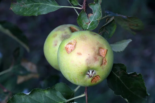 Manzanas maduras antes de cosechar dañadas por granizo — Foto de Stock