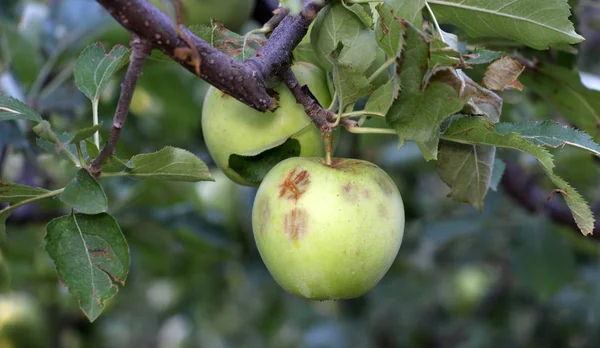 Dojrzałe jabłka przed do zbioru uszkodzone przez grad kamieni — Zdjęcie stockowe
