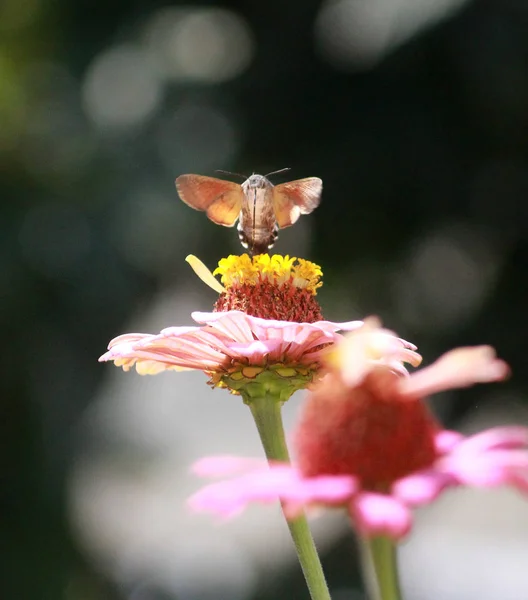 Kolibri-Motte auf Gerbera-Blume — Stockfoto