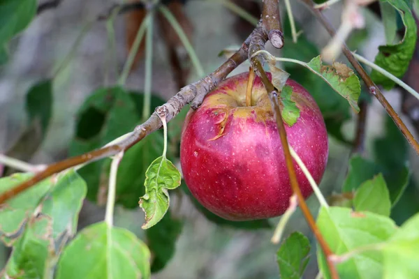 熟したリンゴ ・ ヘイルス トーンによって破損している収穫前に、 — ストック写真