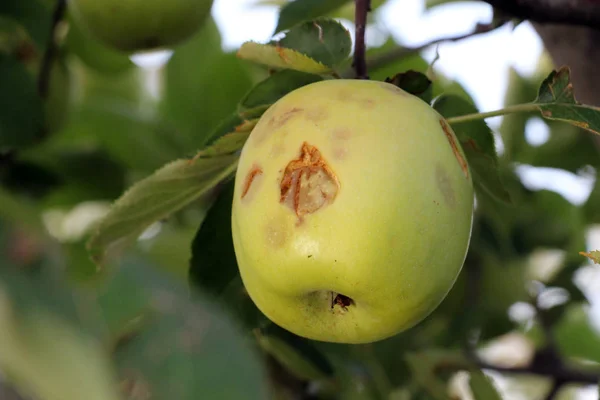 Ripe apples before harvesting damaged by hail stones — Stock Photo, Image