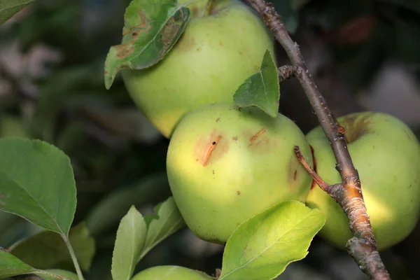 Dojrzałe jabłka przed do zbioru uszkodzone przez grad kamieni — Zdjęcie stockowe