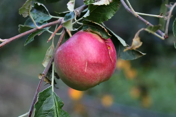 Manzanas maduras antes de cosechar dañadas por granizo — Foto de Stock