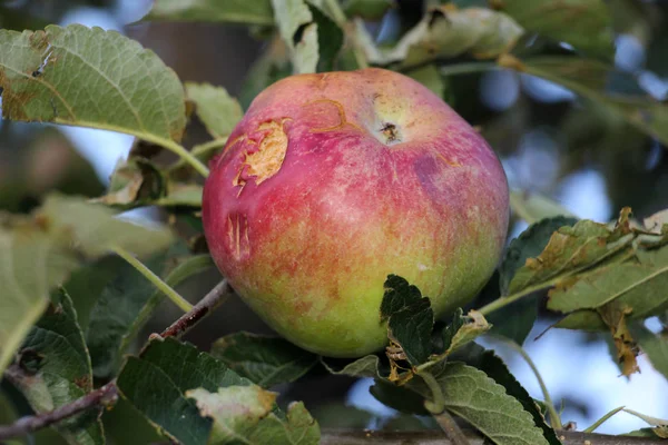 Mogna äpplen innan skörd skadats av hagel stenar — Stockfoto
