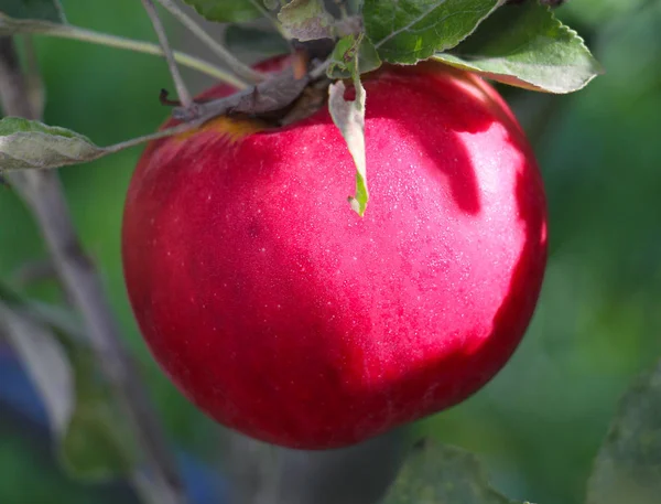 Rocío de la mañana en una manzanas maduras en un huerto listo para la cosecha, dof poco profundo , — Foto de Stock