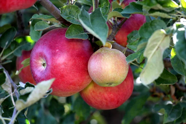A kész harvestng, sekély dof gyümölcsös érett alma — Stock Fotó
