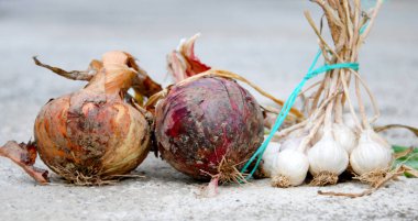 taze beton zemin üzerine organik soğan hasat