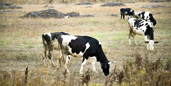 Krów pasących się na pole — Zdjęcie stockowe