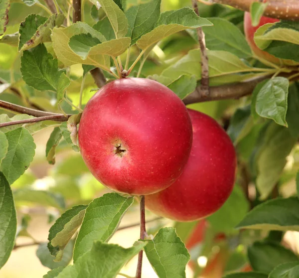 Pommes mûres dans un verger prêt pour la récolte — Photo