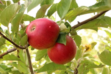 Olgun elma hasat için hazır ve bir meyve bahçesi