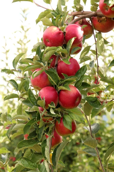 Pommes mûres dans un verger prêt pour la récolte — Photo