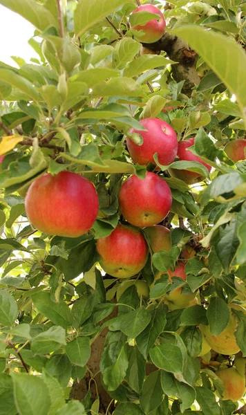 Pommes mûres dans un verger prêt pour la récolte — Photo