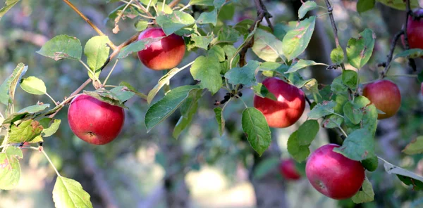 Ώριμα μήλα σε έτοιμα για συγκομιδή οπωρώνα — Φωτογραφία Αρχείου