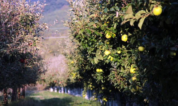 Manzanas maduras en huerto listas para cosechar — Foto de Stock