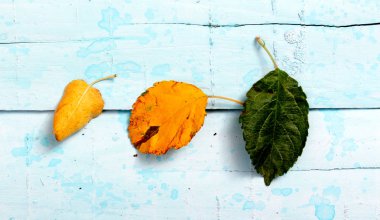 Üç elma yaprak farklı renkler ile