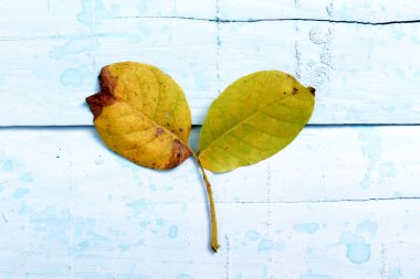 Sonbahar, üst görünümünde sarı ceviz yaprakları