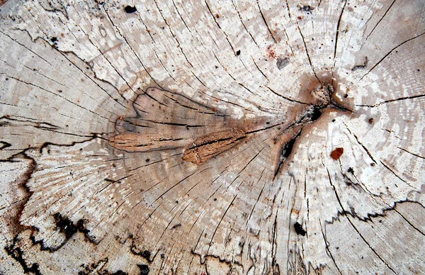 Fondo de madera, textura — Foto de Stock