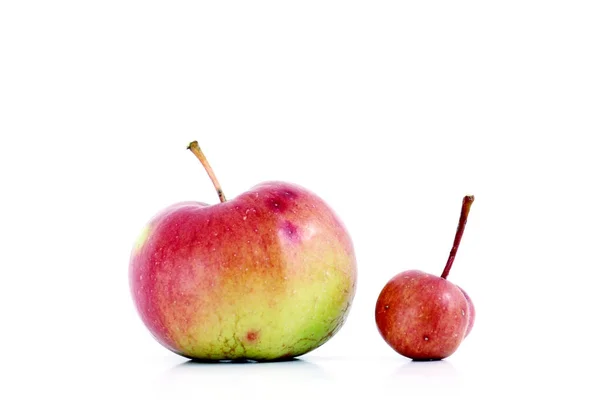 Taze kırmızı organik elma. küçük bir ve büyük bir benim meyve bahçesi — Stok fotoğraf