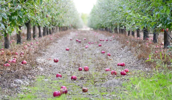 Manzanas frescas caídas del árbol que yace en la hierba —  Fotos de Stock