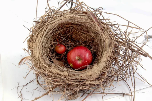 Små röda mogna äpplen i ett fågelbo — Stockfoto