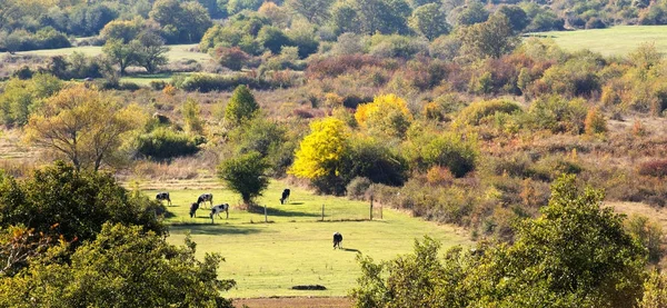 Paysage d'automne idyllique près de Bitola, Macédoine avec vaches — Photo