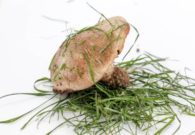 Studio kahverengi mantar photograped