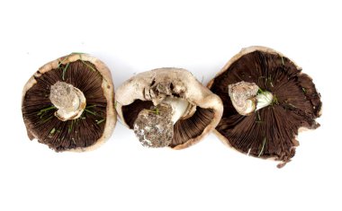 Studio kahverengi mantar photograped