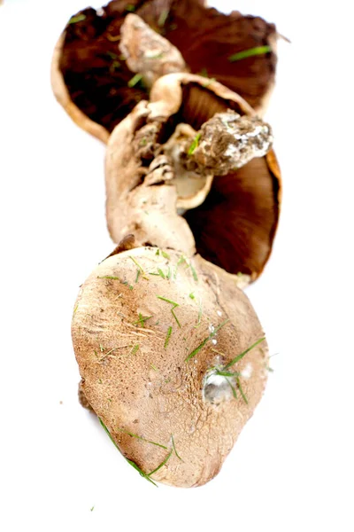 Brown mushroom photograped in studio — Stock Photo, Image