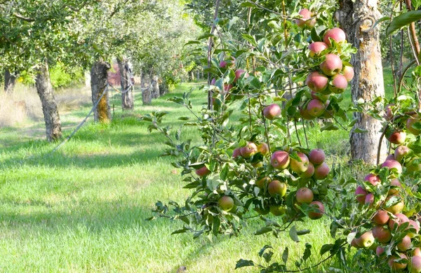 Egy érett alma gyümölcsös készen áll a szüret, reggel lövés, kép képe — Stock Fotó