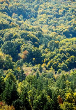 güzel sonbahar ağaçlar. sonbahar manzarası