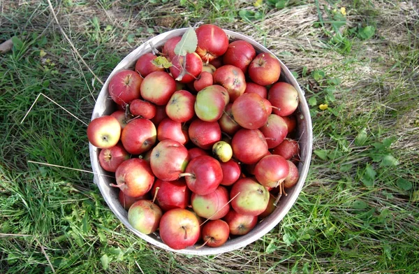 Net gekapt rijpe rode biologische appels in een plastic emmer — Stockfoto