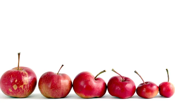 Several organic apples on white background — Stock Photo, Image