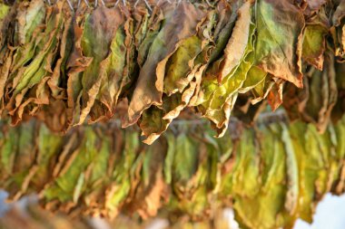 Tütün yaprakları kulübede kuruyor..