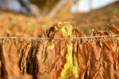 Tütün yaprakları kulübede kuruyor..