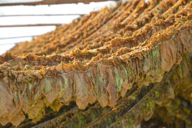 Tütün yaprakları kulübede kuruyor..