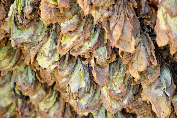 Tobacco leaves drying in the shed. — Stock Photo, Image
