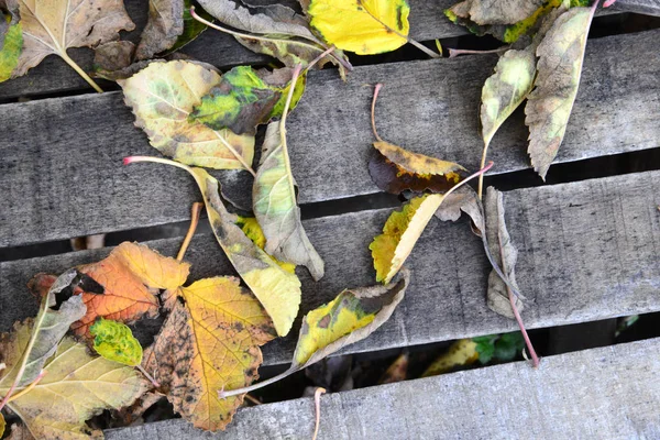Outono folhas fundo de madeira — Fotografia de Stock