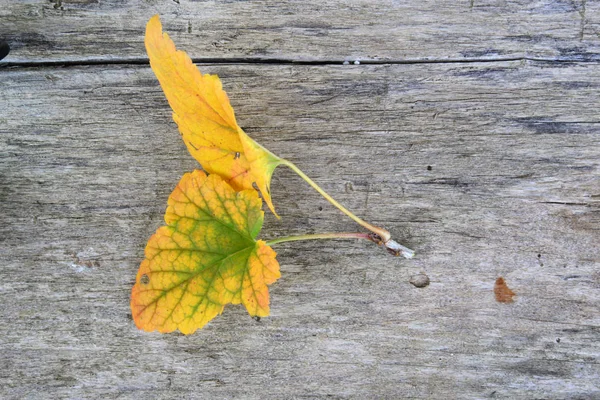 Желтые листья на деревянном фоне — стоковое фото