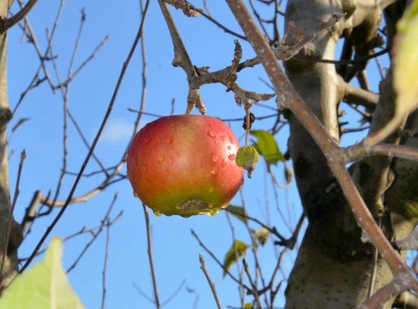 Oublié dans une récolte Pomme dans le verger, prise le matin après la pluie — Photo