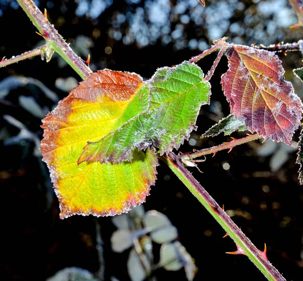 Diciembre mañana helada en un arbusto de zarzamora hojas — Foto de Stock