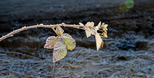 December reggel fagy-ra egy szeder bokor levelek — Stock Fotó