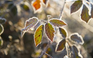 Frost'un yaprakları üzerinde