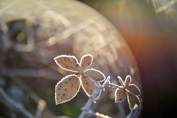 The frost on the leaves — Stock Photo, Image