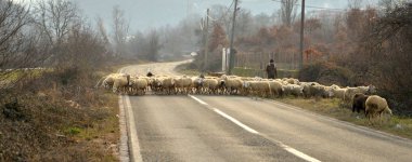 Koyunları Makedonya bir yolda