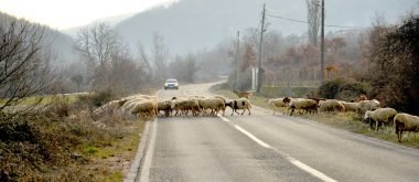 Koyunları Makedonya bir yolda